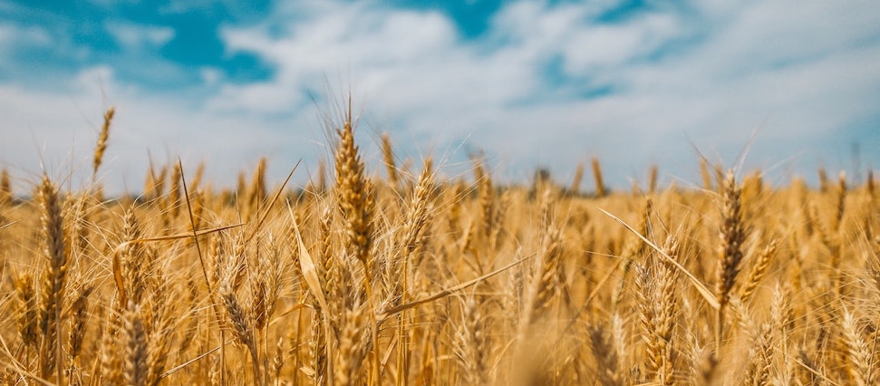 Un sector alimentario innovador y de proximidad 